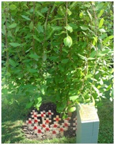 2014_FEPOW_memorial_tree.