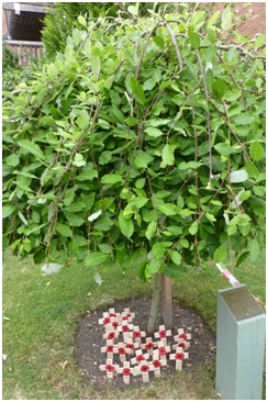 2015_FEPOW_memorial_tree.